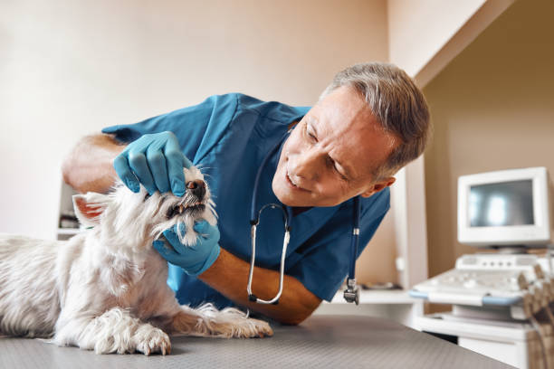 Best Emergency Dental Services for Seniors in Lake Jackson, TX